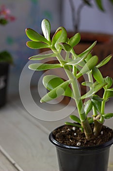 The succulent plant Crassula ovata known as Jade Plant or Money Plant in black pot.