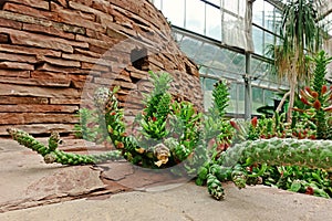 Succulent plant, desert plant for decoration