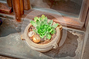 Succulent plant Echeveria