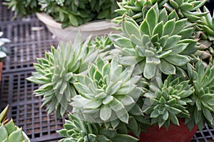 Succulent plant Echeveria Agavoides Red Tips