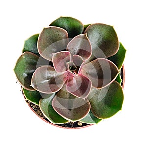 Succulent plant. Echeveria cactus in pot isolated on white background. Top view, flat lay