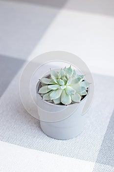 Succulent plant Echeveria colorata on light grey background with geometric lines, smartphone background photo