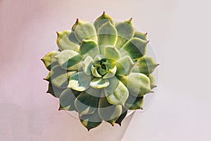 The succulent plant `Echeveria parva` Crassulaceae family from America, evergreen or deciduous plant. Soft macro cactus