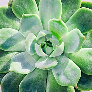 The succulent plant `Echeveria parva` Crassulaceae family from America, evergreen or deciduous plant. Soft macro cactus with whi