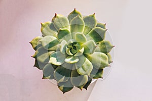 The succulent plant `Echeveria parva` Crassulaceae family from America, evergreen or deciduous plant. Soft macro cactus photo