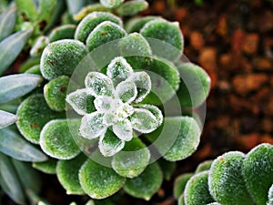 Succulent plant Echeveria setosa