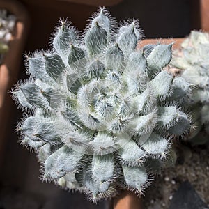 Succulent plant Echeveria setosa Rose Purpus