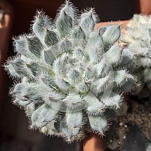 Succulent plant Echeveria setosa Rose & Purpus Mexican Firecracker in the pot