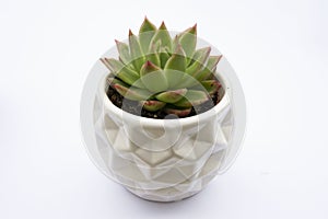 Succulent plant, Echeveria Succulent Flower Plant in pot, white background indoor decorative flower pot. Copy space