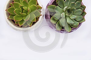 Succulent plant, Echeveria Succulent Flower Plant in pot, white background indoor decorative flower pot. Copy space