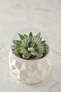 Succulent plant, echeveria in white pot. Decorative indoor plant