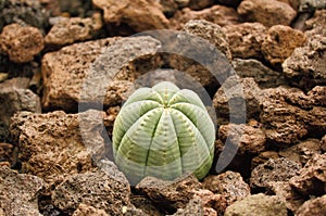 Succulent plant - Euphorbia obesa photo