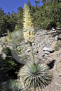 Succulent plant in the forest