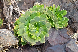 Giant Houseleek Aeonium lancerottense succulent plant photo