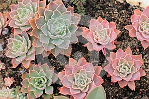 Succulent plant in glasshouse