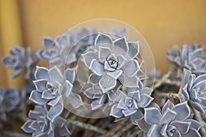 Succulent plant of Graptopetalum paraguayense photo