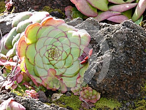 Succulent plant green and pink echeveria.