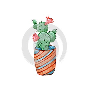 Succulent plant, greenery cactus, tropical plants, dew drops in a ceramic ethnic pot. Hand drawn watercolor illustration