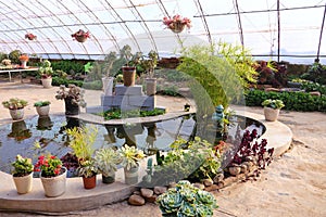 Succulent plant greenhouse