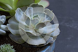 Succulent plant growing in flower pot