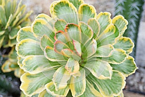 A succulent plant growing on the ground with green leaves details