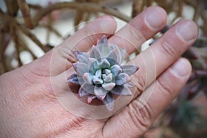 Succulent plant in the hand