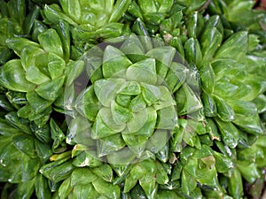 Succulent plant Haworthia mucronata ,Asphodelaceae ,Cuspidata ,Suculenta ,Ventana Haworthia photo