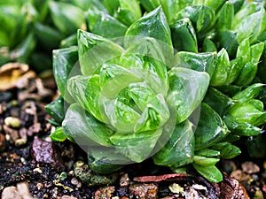 Succulent plant Haworthia mucronata ,Asphodelaceae ,Cuspidata ,Suculenta ,Ventana Haworthia photo