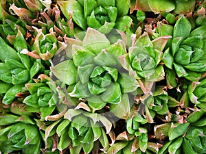 Succulent plant Haworthia mucronata ,Haworthia decipiens , Cooperi ,Cymbiformis