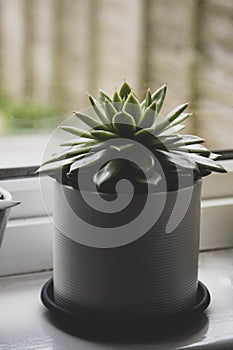 Succulent plant indoor decorative pot flower