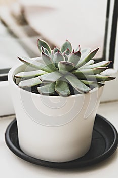 Succulent plant indoor decorative pot flower