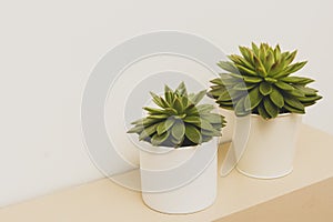 Succulent plant indoor decorative pot flower with copy space