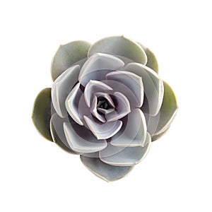 Succulent plant isolated