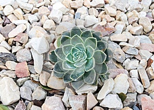 Succulent plant isolated in small white stone background