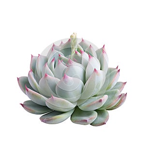 Succulent plant isolated