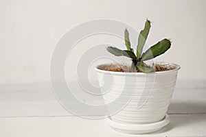 Succulent plant isolated in white. An indoor interior house plant