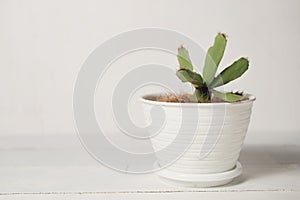 Succulent plant isolated in white. An indoor interior house plant