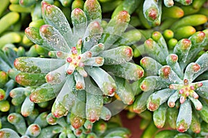 Succulent plant Jelly Bean ,Sedum rubrotinctum or Sedum ,pork and beans ,Crassulaceae with soft focus ,macro succulent plant ,The