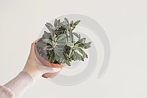 Succulent plant Kalanchoe tomentosa Panda plant in clay pot