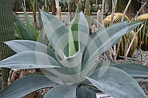 Succulent plant in Latin called agave attenuata is a species of flowering plant in the family Asparagaceae.