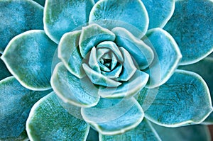 Succulent plant leaves.