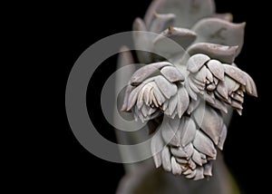 Succulent plant leaves on black background