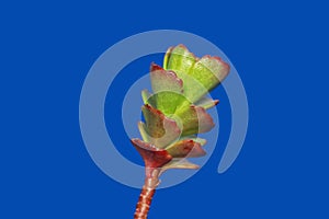 Succulent plant leaves isolated on blue background