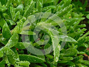 Succulent plant leaves with rain drops