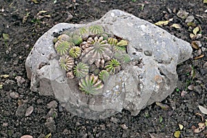 Succulent plant  in the limestone rock