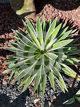 succulent plant low water