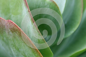 Succulent Plant Macro
