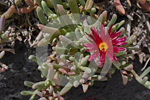 Malephora crocea red flower