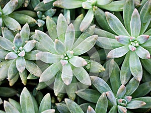succulent plant Pachyphytum hookeri Variegata ,Salm Dyck features silvery blue-green ,Pachyphytum hookeri variegated