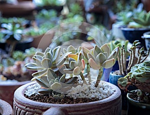 Succulent plant planting in garden pot